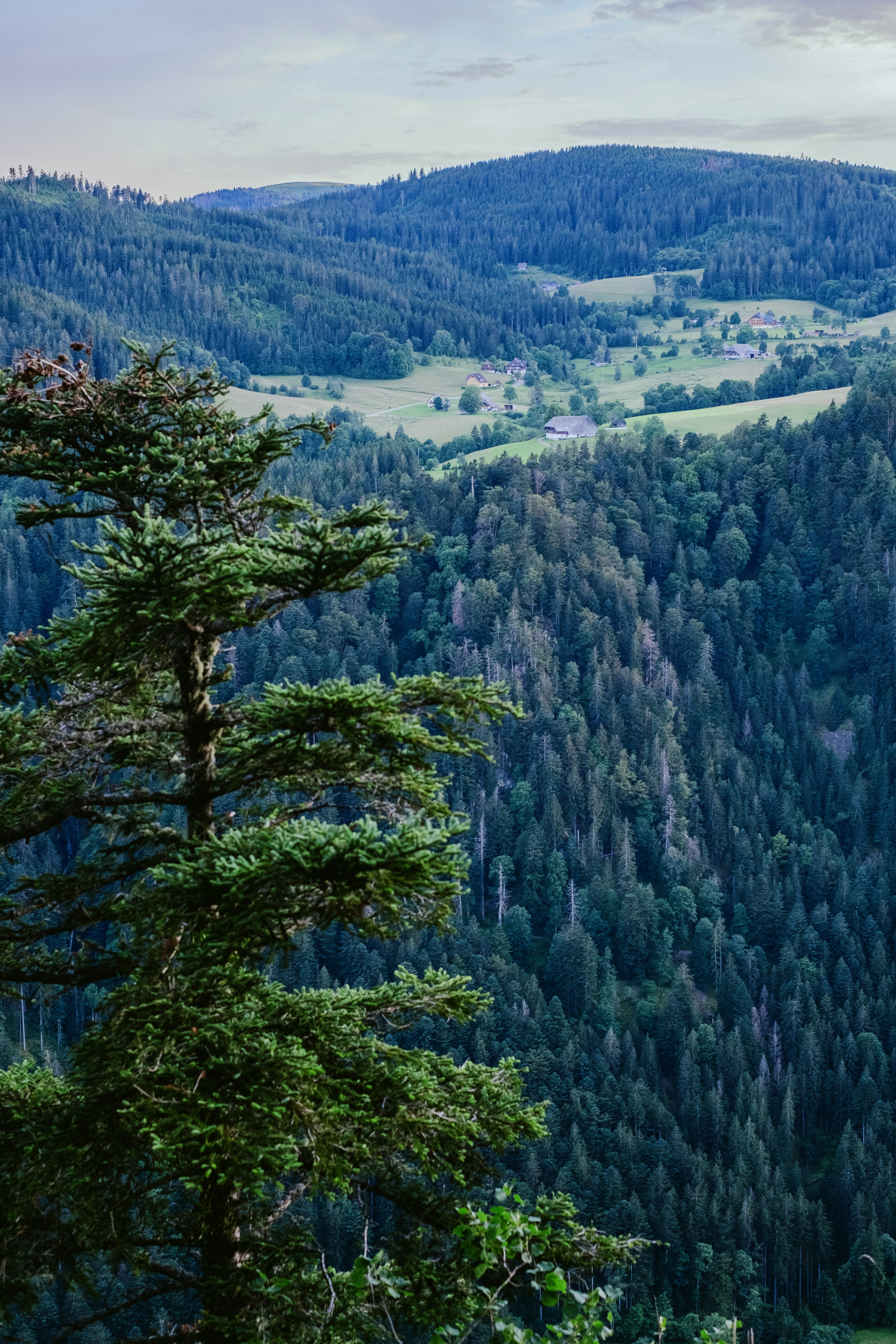 Scenic view of Hinterzarten, Germany