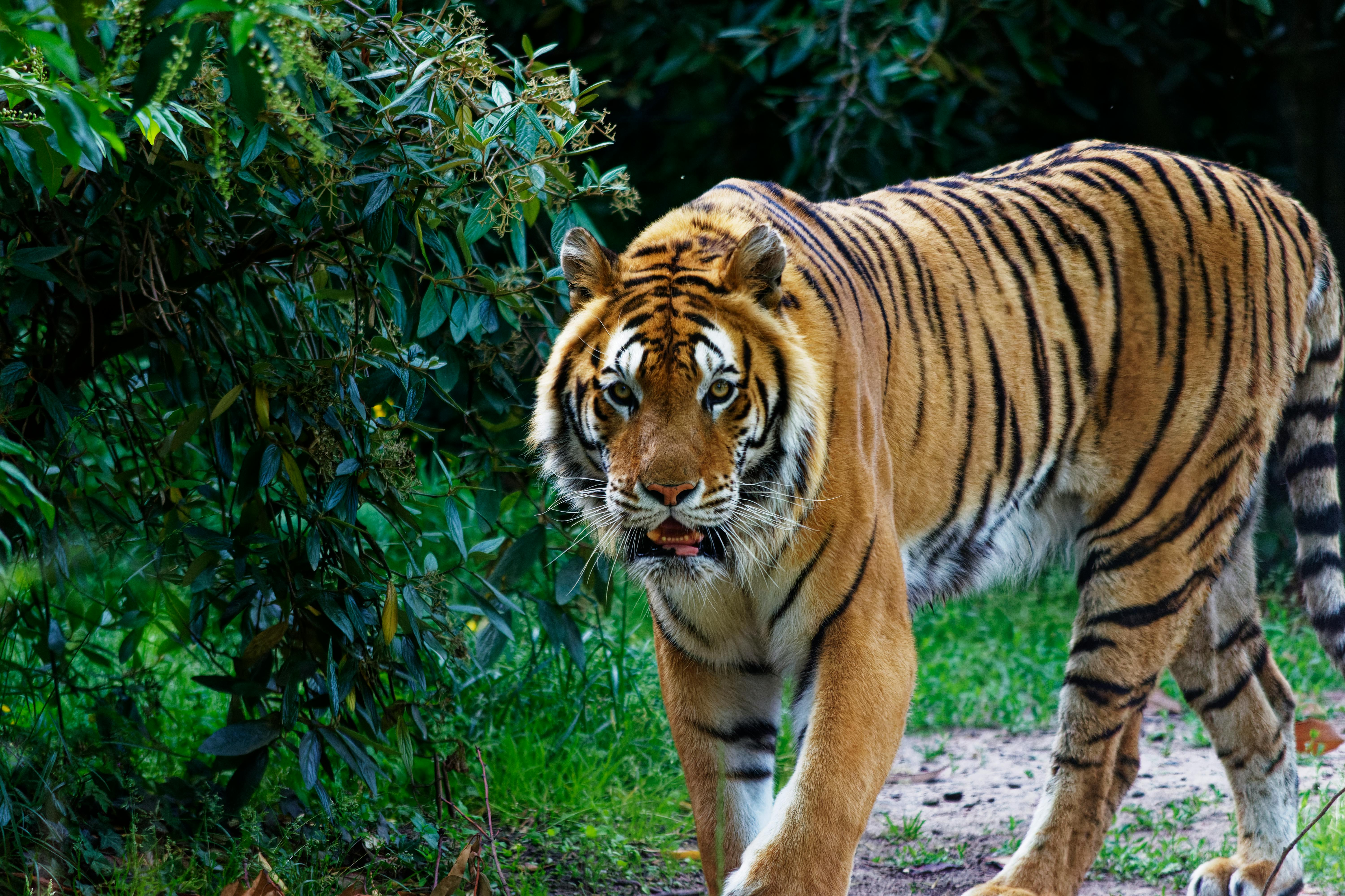 Scenic view of Kanha, India
