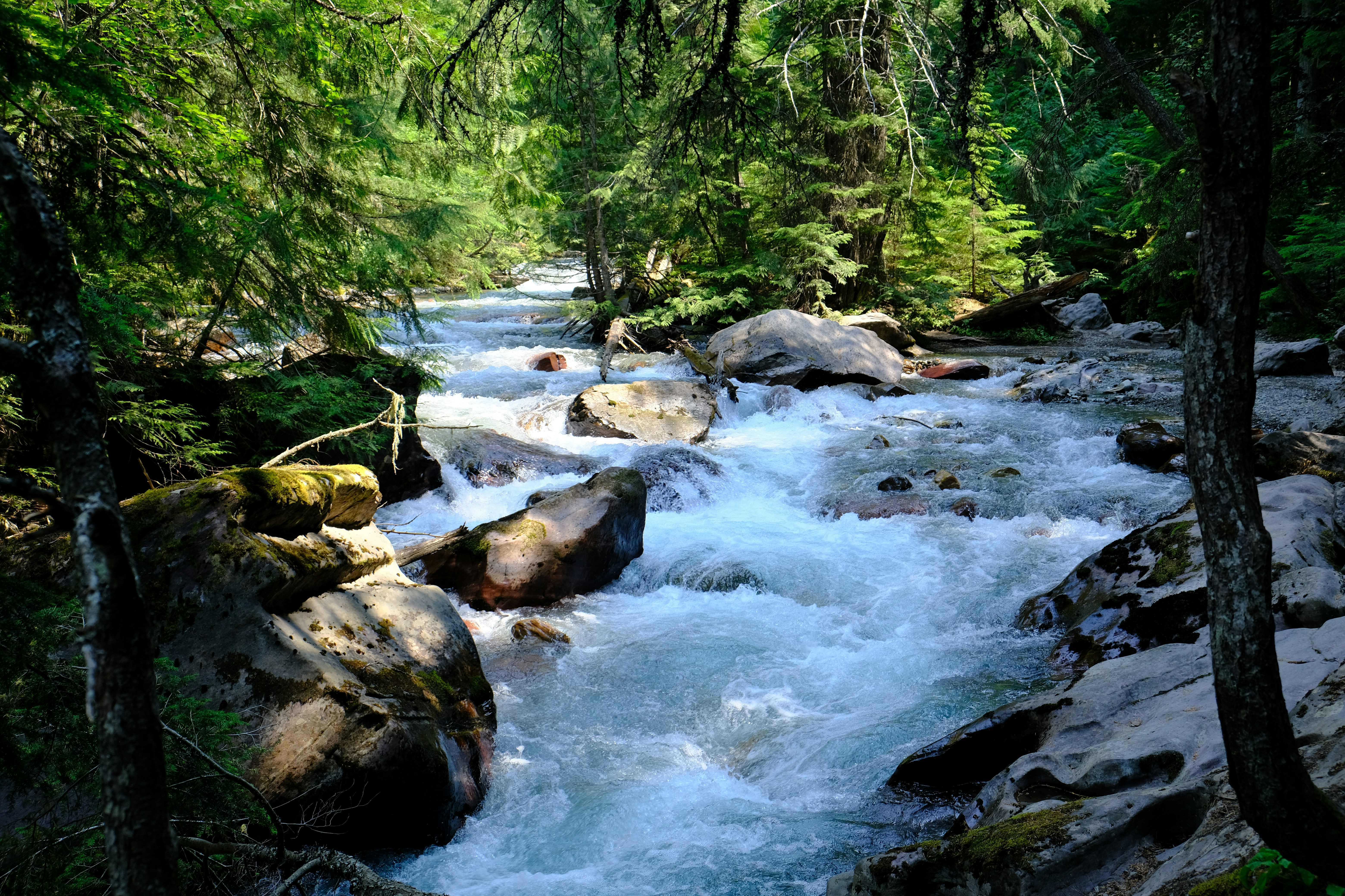 Scenic view of West Glacier, MT